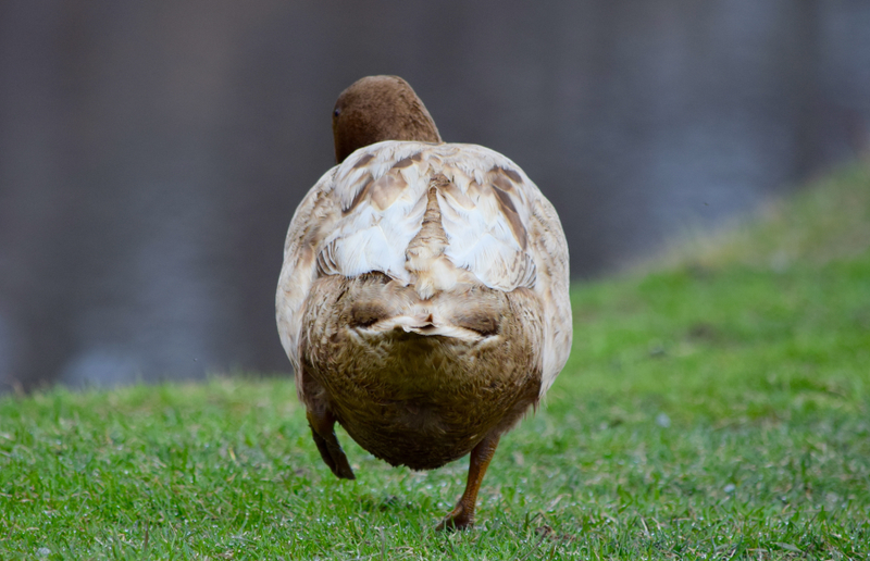 Illustration for article titled Shot Some Ducks